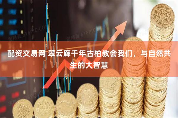 配资交易网 翠云廊千年古柏教会我们，与自然共生的大智慧
